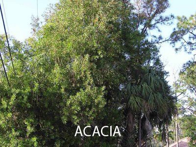 Acacia auriculiformis