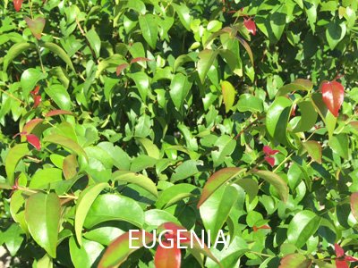 Eugenia uniflora