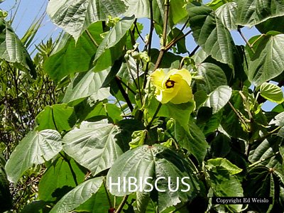 Hibiscus tilliaceus